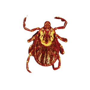 Tick insect PNG-51908